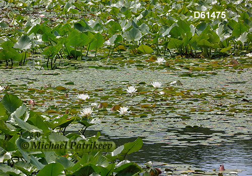 Fragrant Water-lily (Nymphaea odorata)